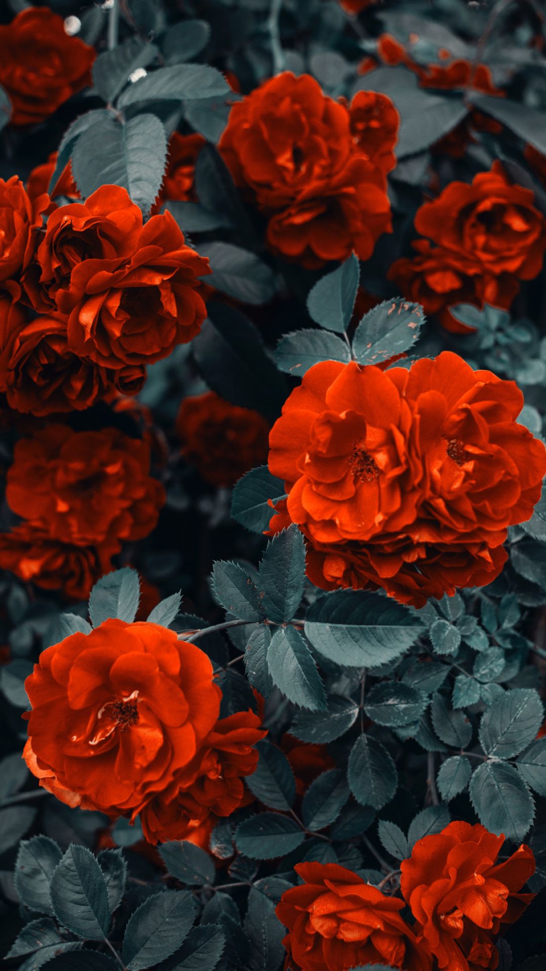 Rose rosse cespuglio, 1080x1920 Full HD Verticale, iPhone Air