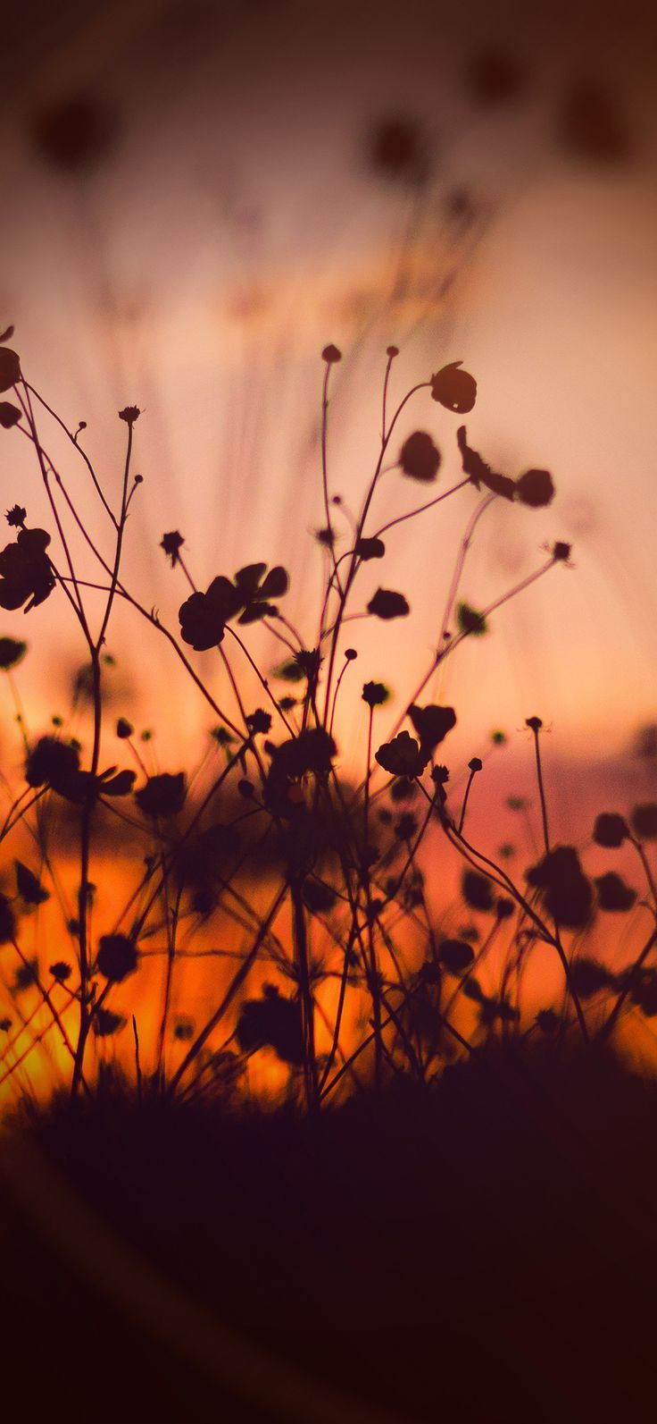Fiori silhouette al tramonto, 736x1593 Verticale, iPhone Plus