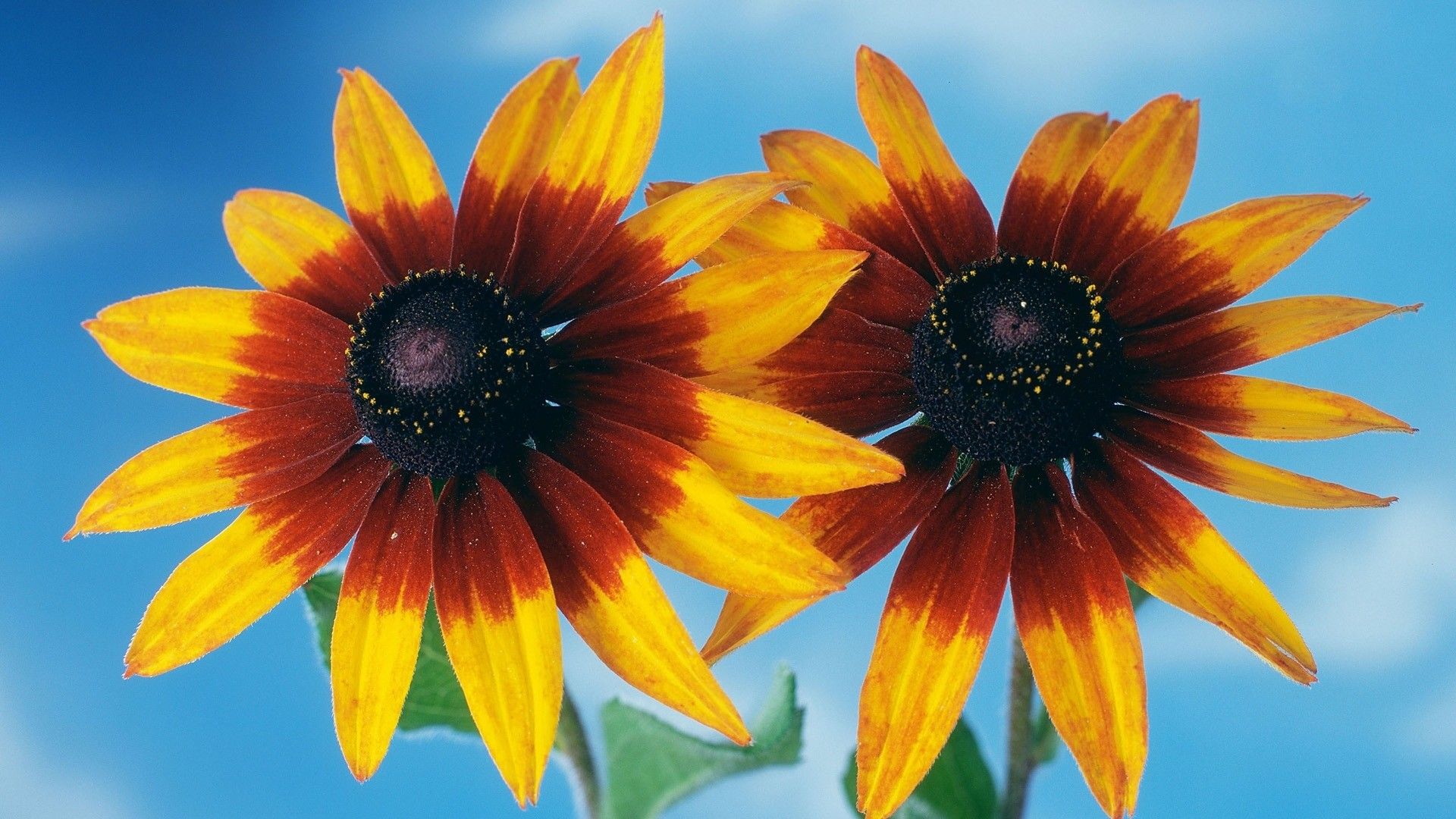 Due fiori arancioni rudbeckia, 1920x1080 1080p, Desktop