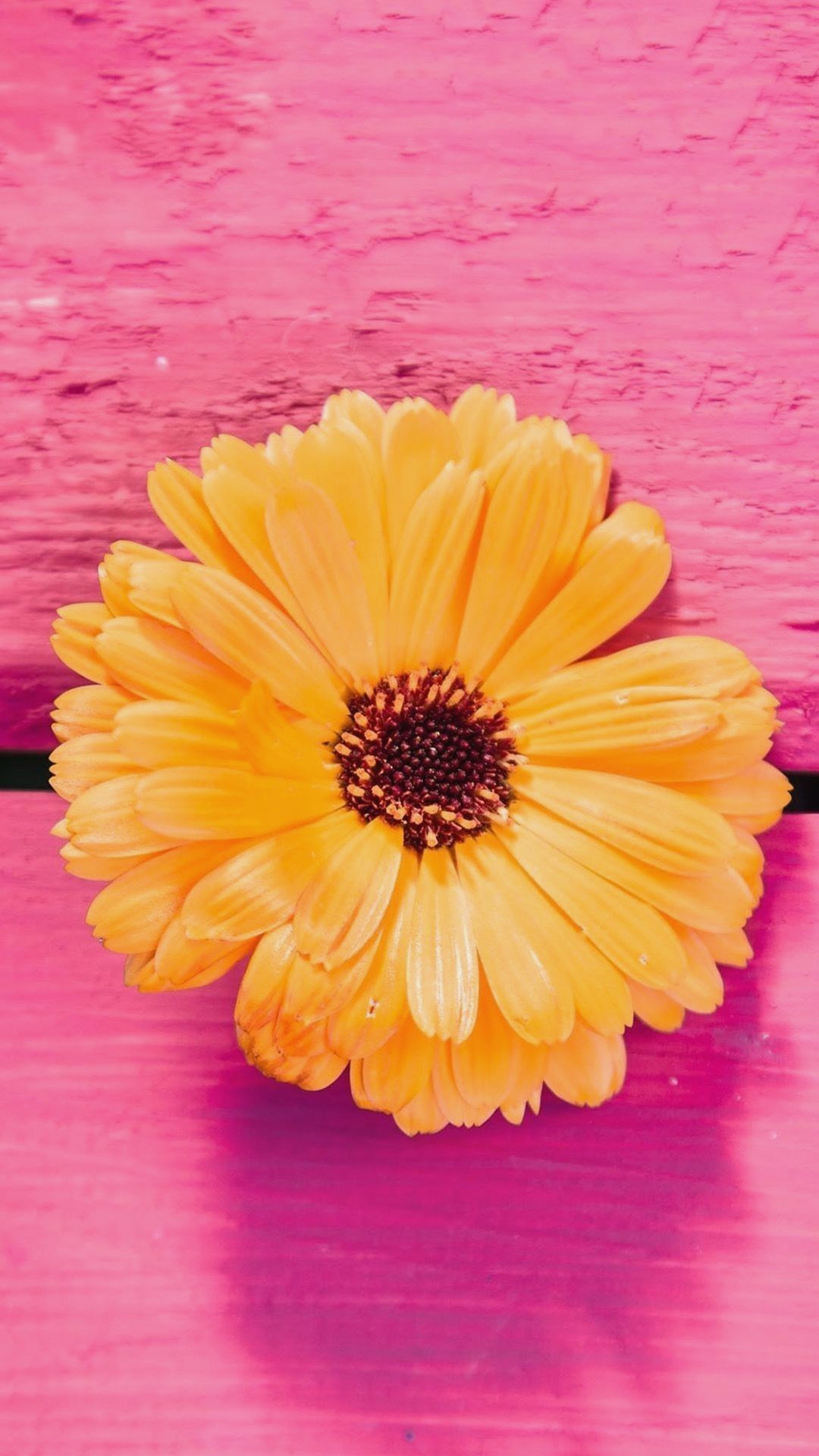 Fiore arancione su rosa, 1080x1920 Full HD Verticale, iPhone