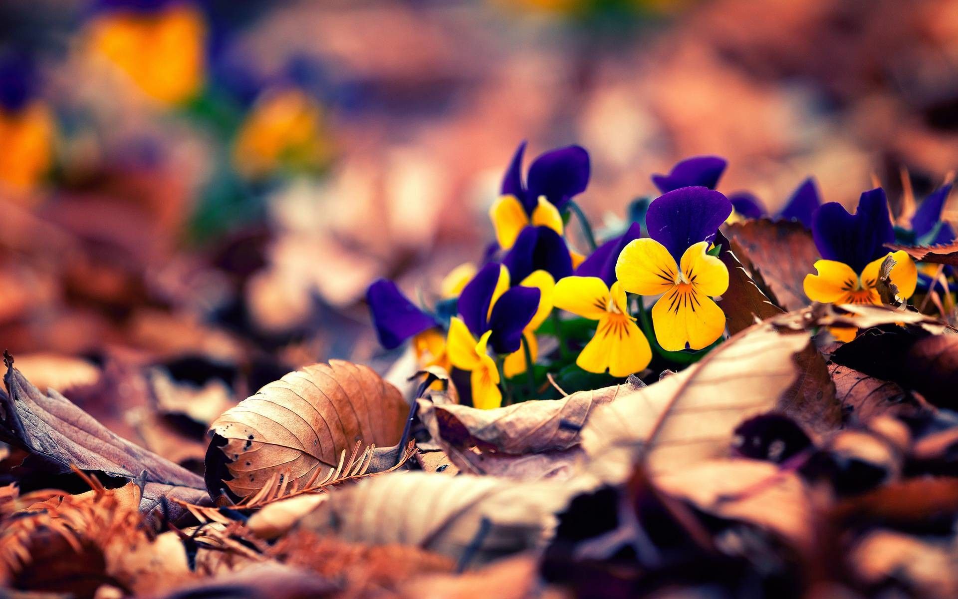 Viole fiorite tra foglie autunnali, 1920x1200 WUXGA, Desktop