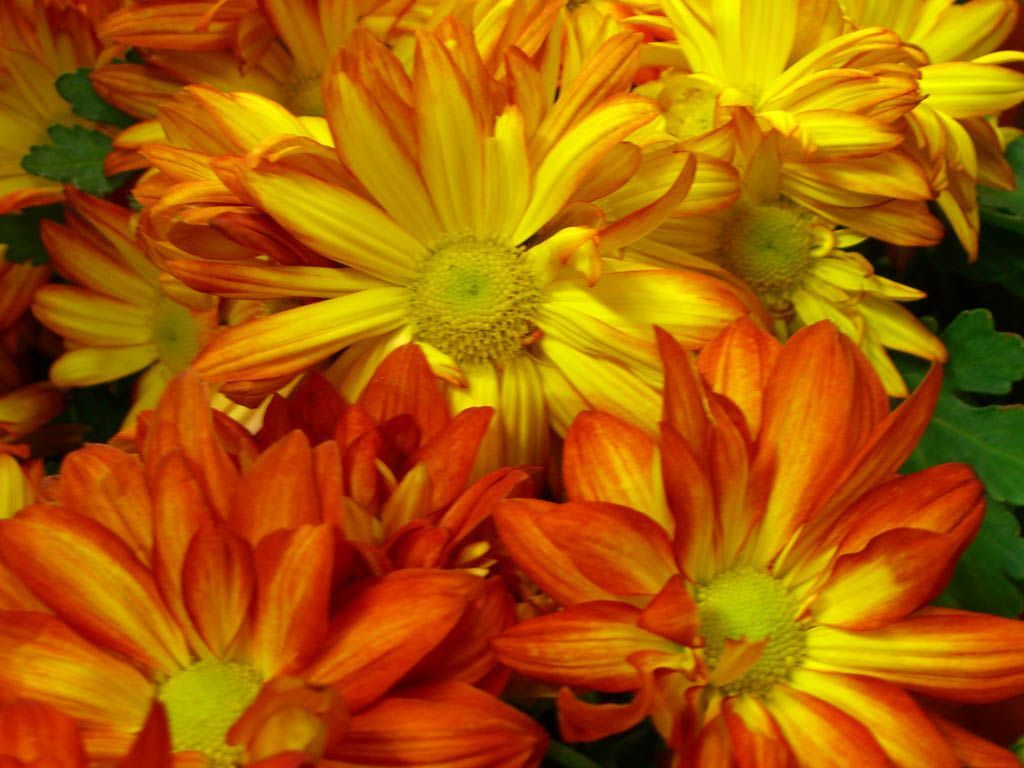 Margherite rosse e foglia autunnale, 1024x768 HD, PC
