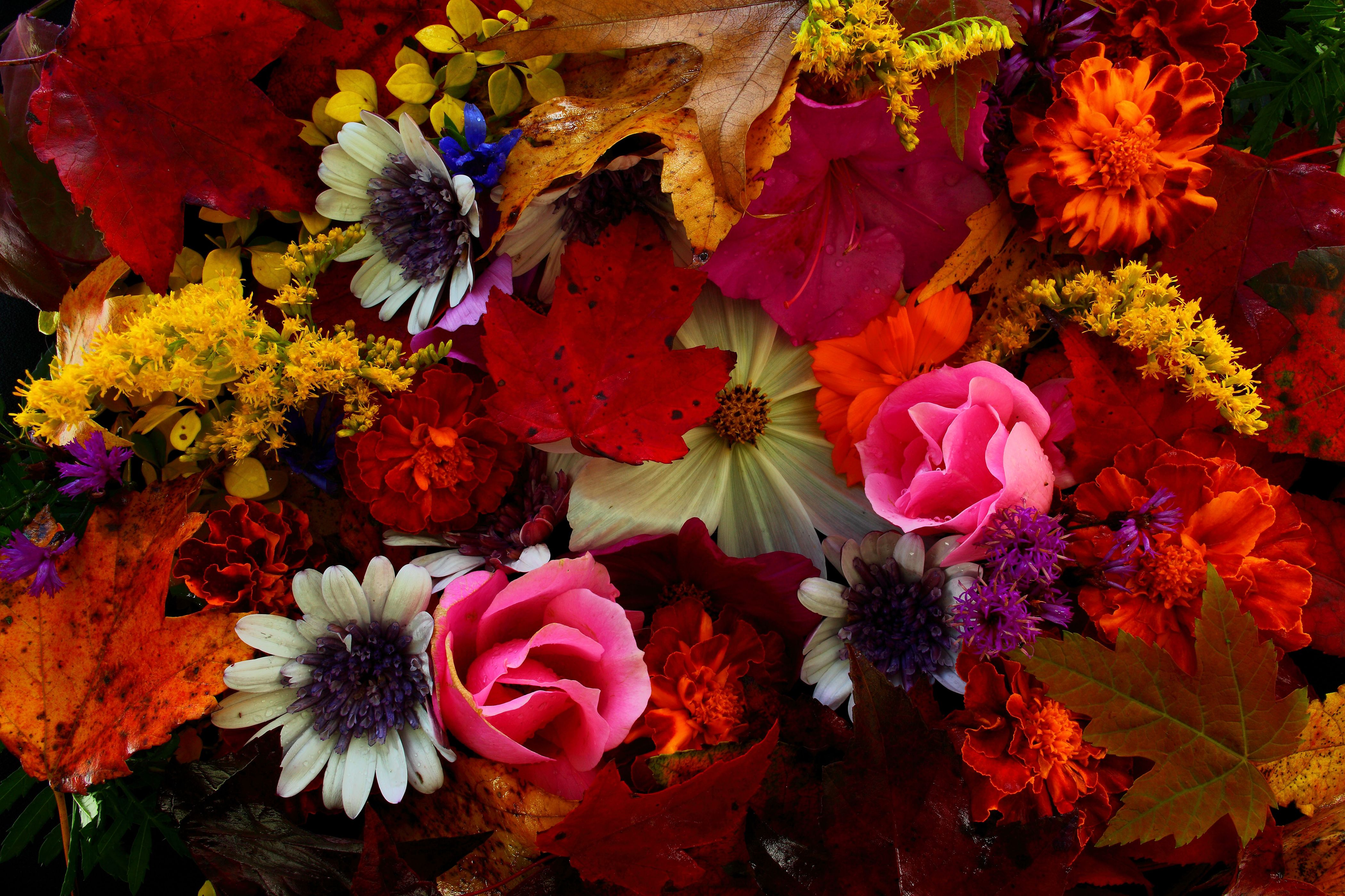 Fiori e foglie autunnali colorati, 4200x2800 4K, Smart TV 4K