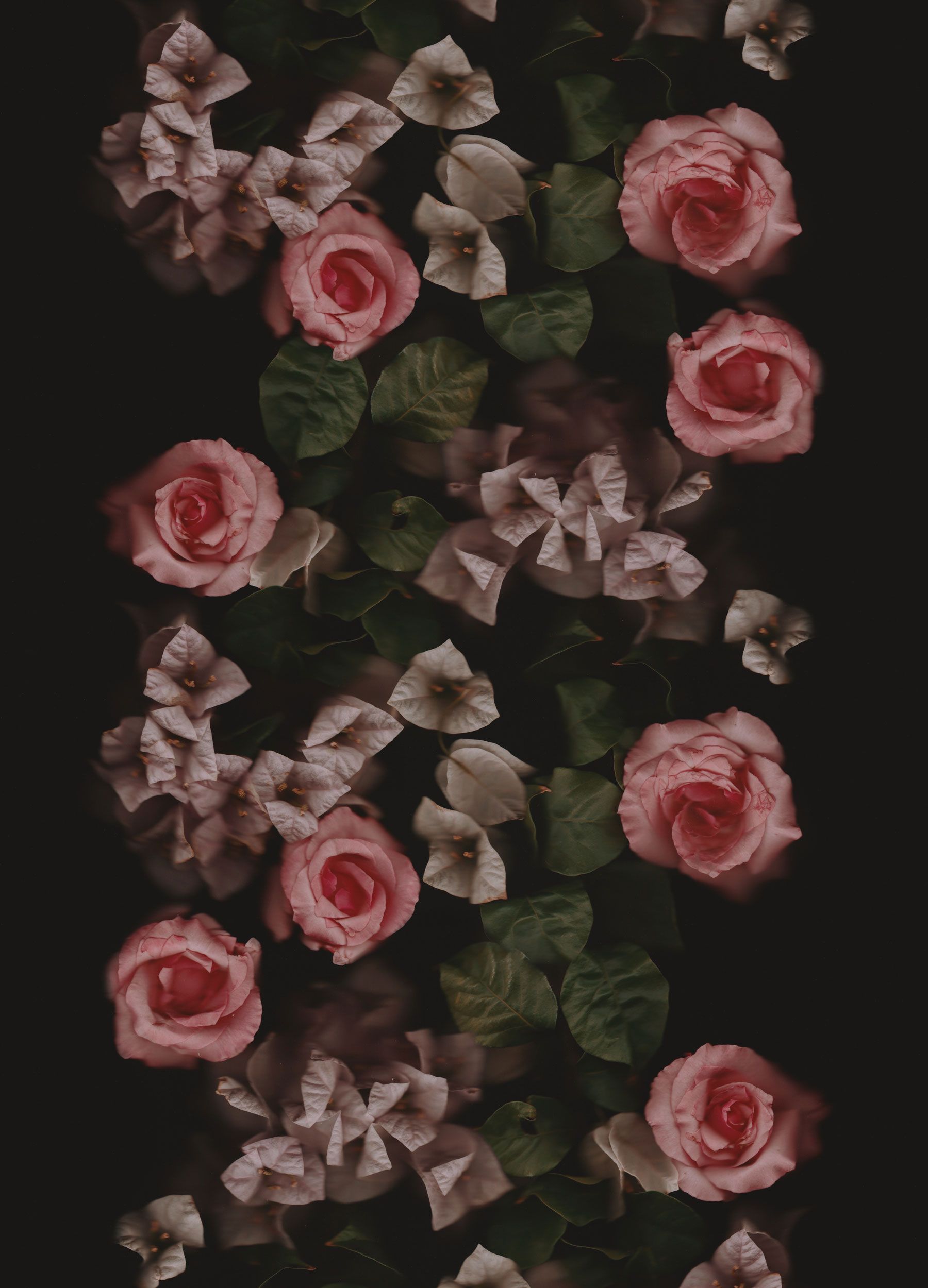 Rose rosa su sfondo scuro, 1800x2500 Verticale, Telefono