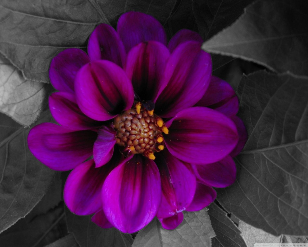 Dalia viola su sfondo grigio, 1280x1024 720p, PC