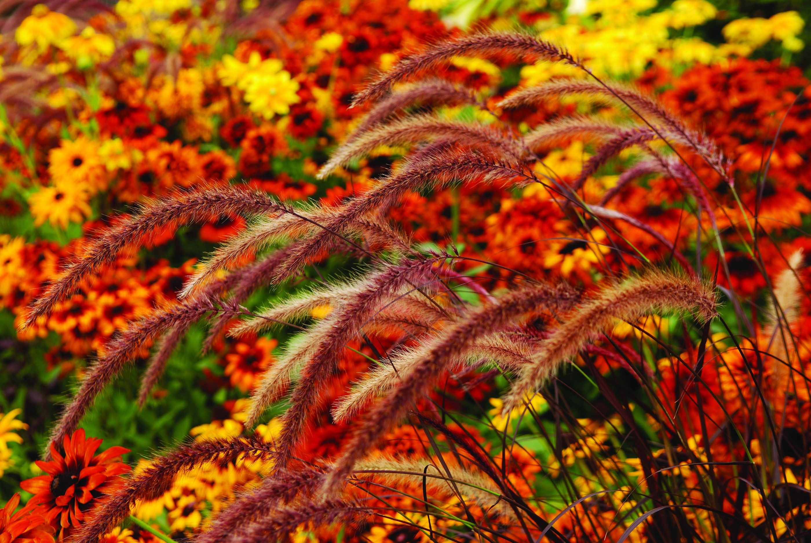 Fiori autunnali arancioni e gialli, 2800x1874 2K, Monitor Gaming
