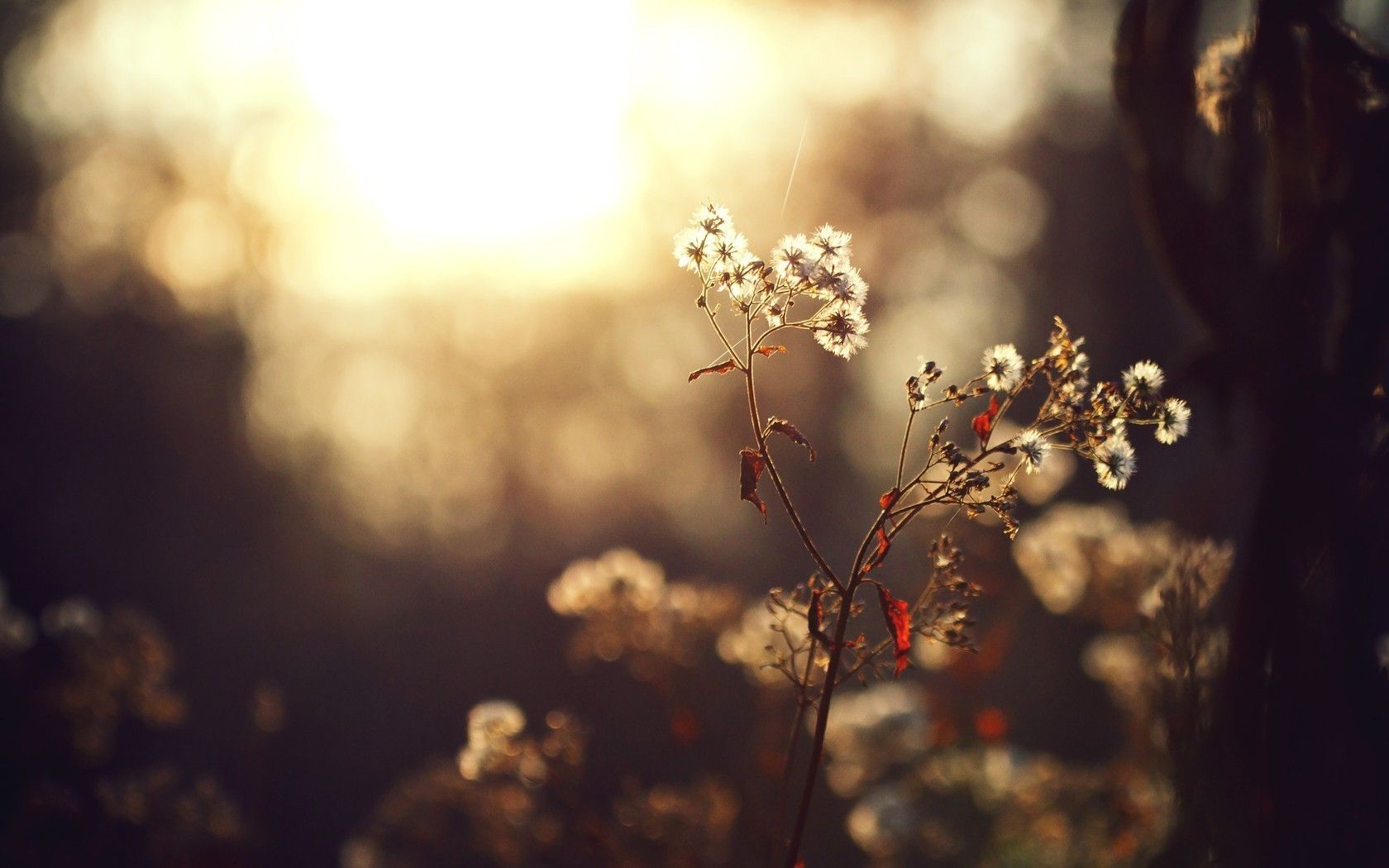 Fiori autunnali controluce bokeh, 1680x1050 HD Ready, Desktop
