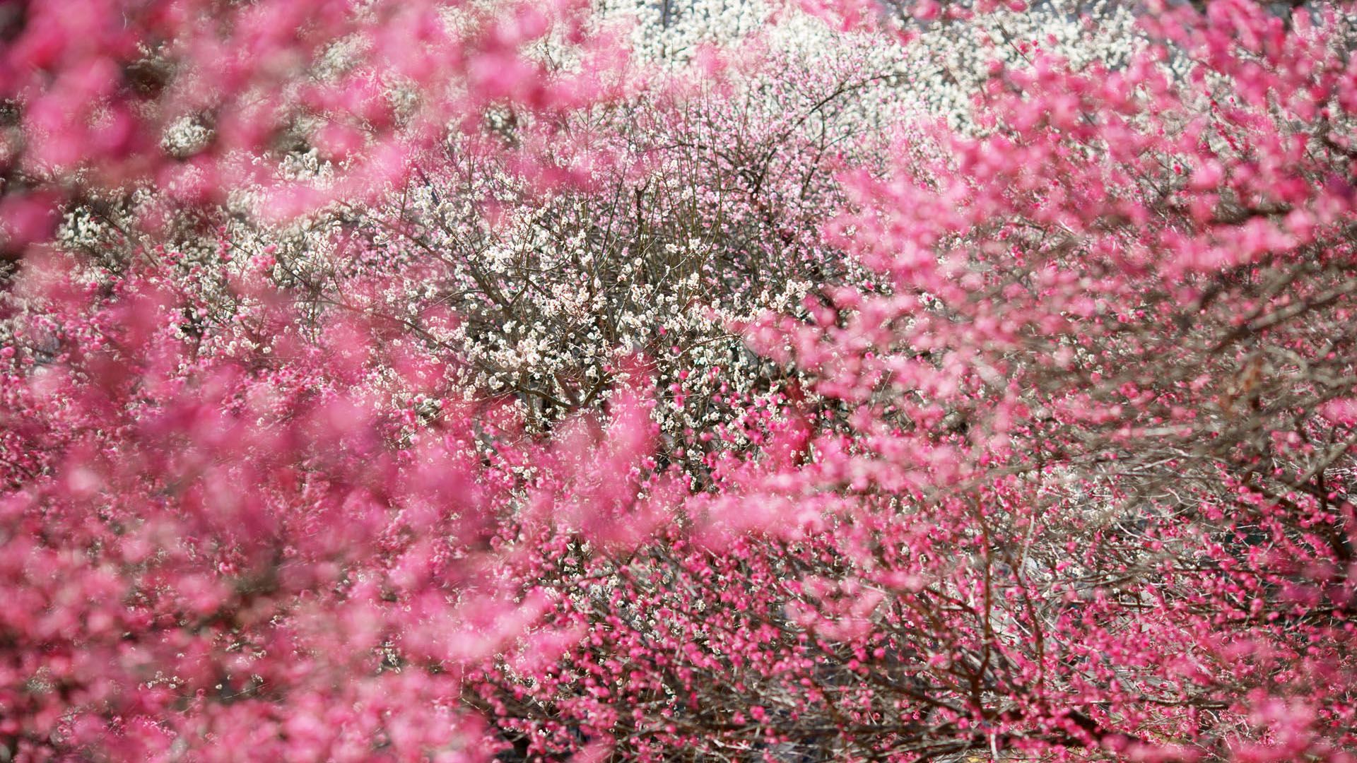 Fiori rosa di ciliegio, 1920x1080 Full HD 1080p, Desktop