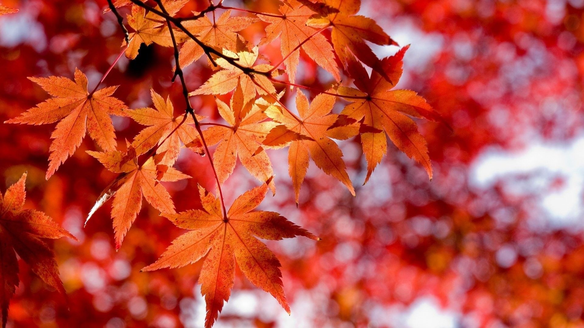 Foglie autunnali rosse acero, 1920x1080 Full HD, Laptop