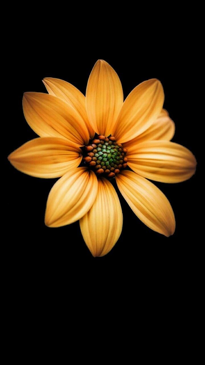 Girasole arancione su nero, 720x1280 Full HD Verticale, Smartphone