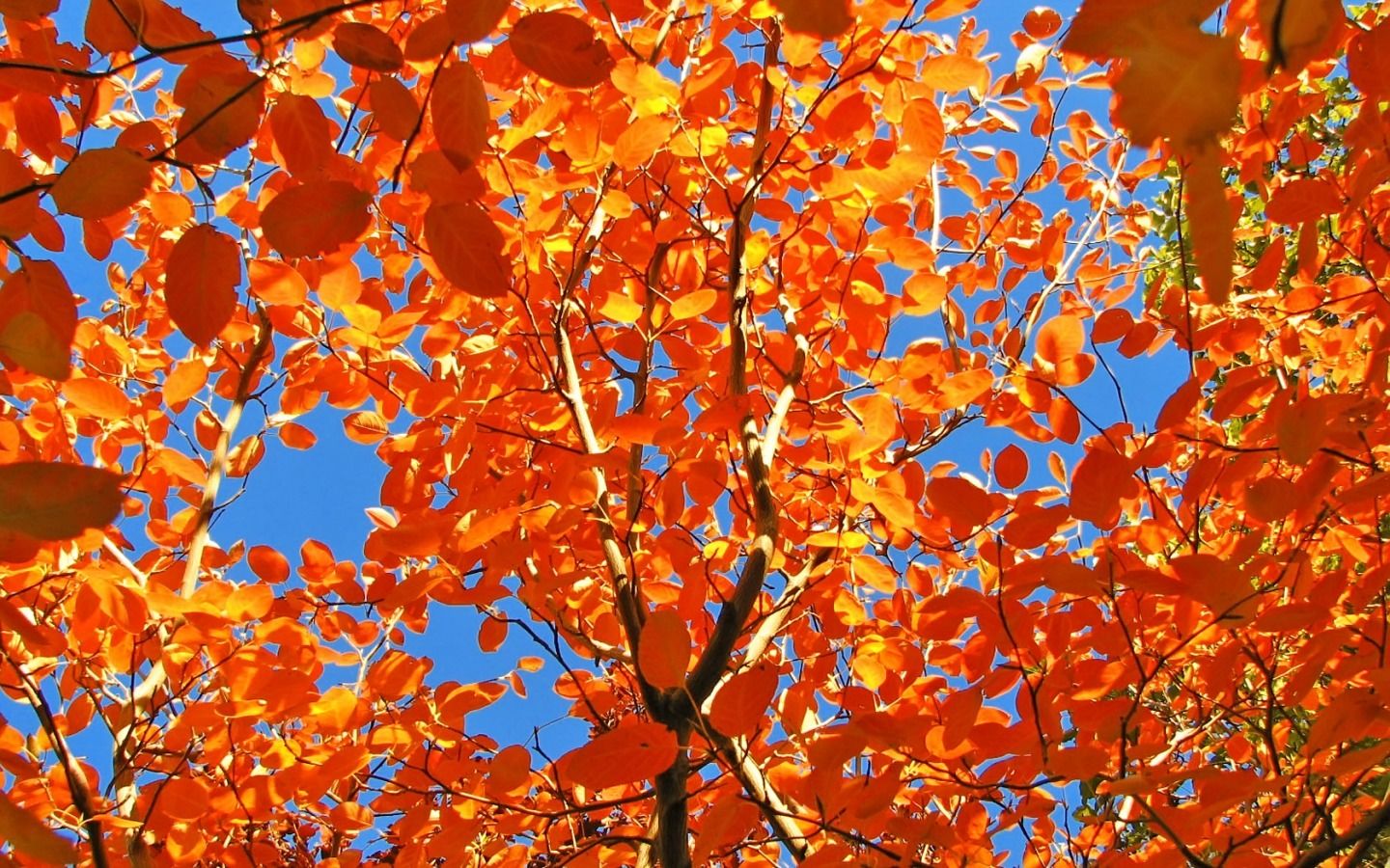 Foglie autunnali arancioni albero, 1440x900 HD, Desktop
