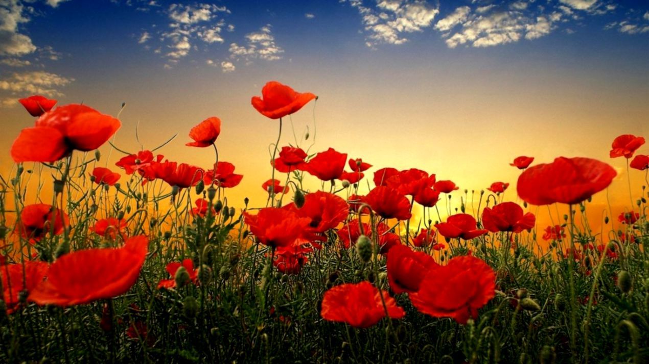 Papaveri rossi al tramonto, 1270x714 HD, Desktop