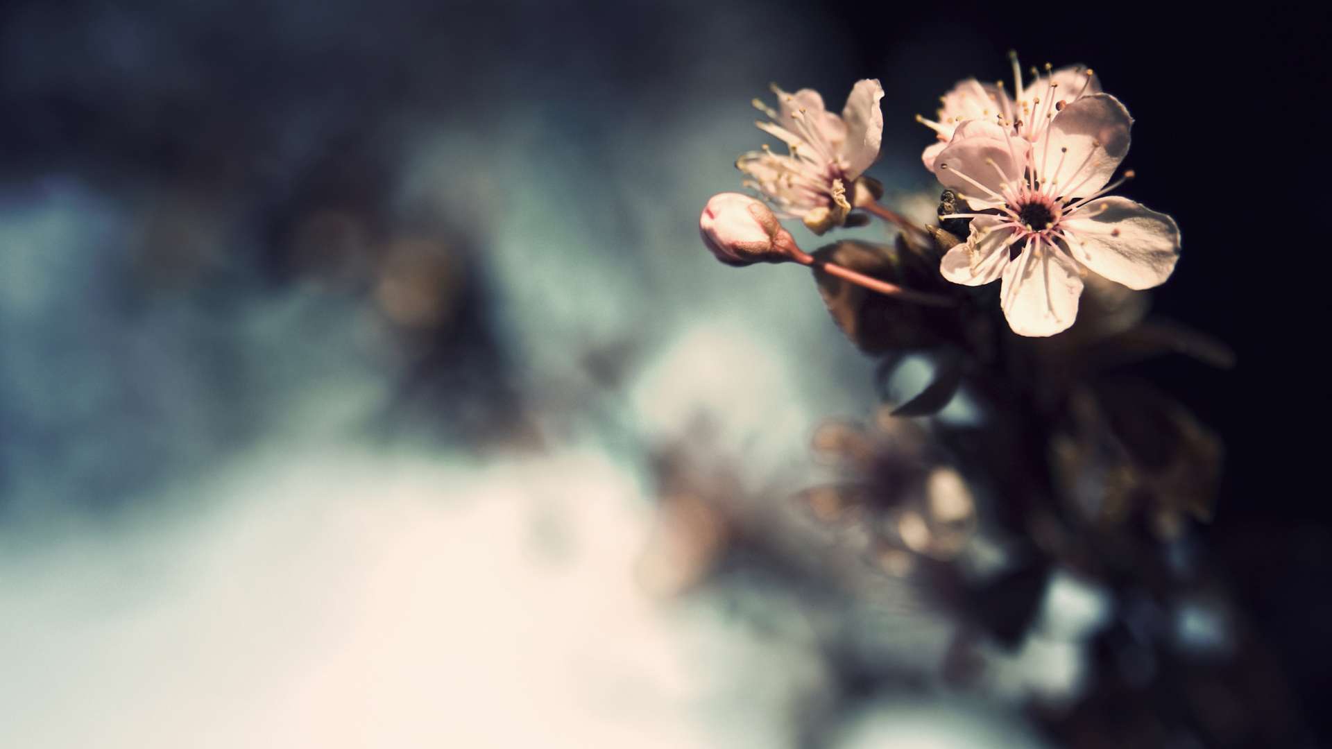 Fiori bianchi sfondo scuro sfocato, 1920x1080 Full HD, PC Desktop