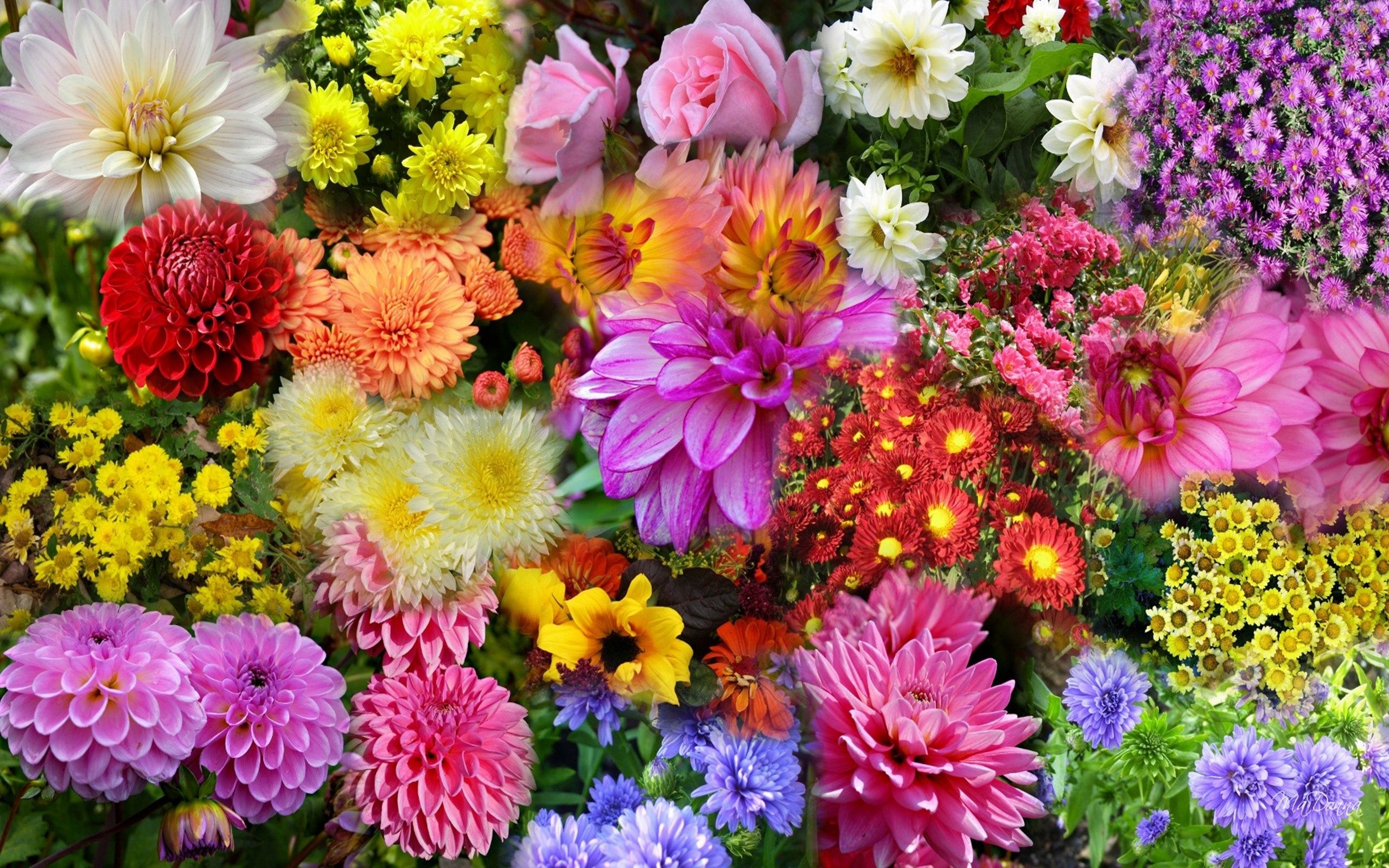 Fiori autunnali colorati misti, 2560x1600 2K+, Desktop