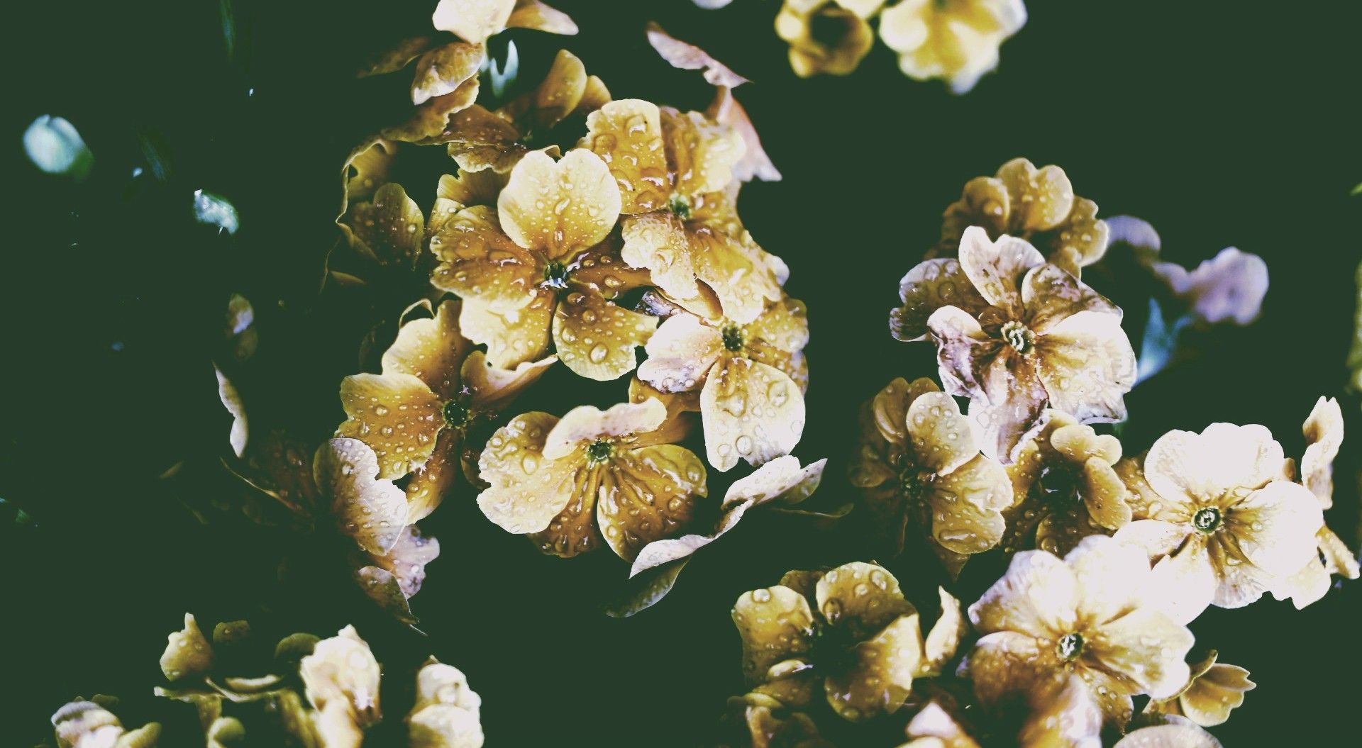 Fiori bianchi autunnali sfondo scuro, 1920x1055 Full HD 1080p, Laptop
