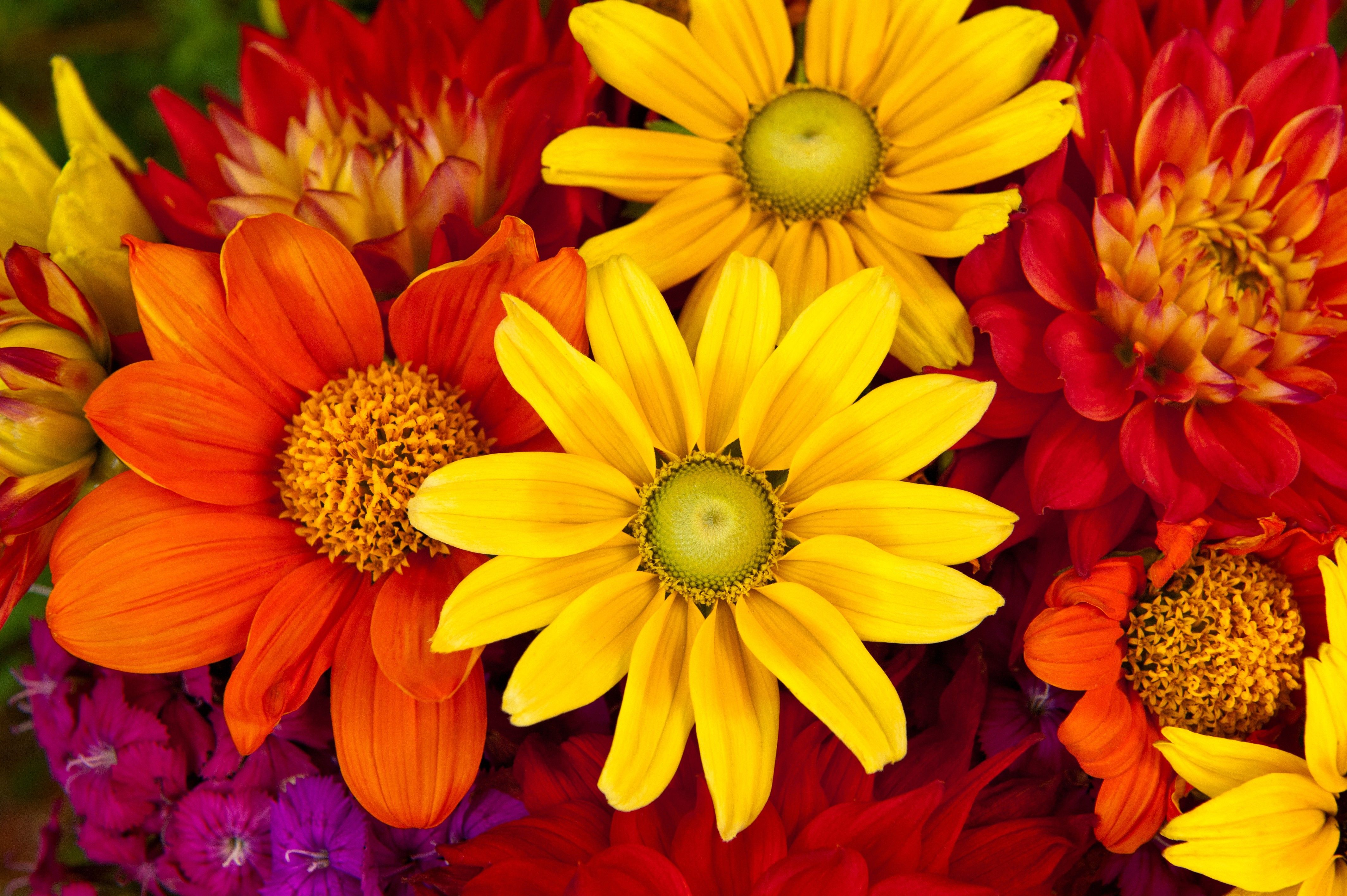 Fiori autunnali arancioni e gialli, 4256x2832 UHD, PC 4K