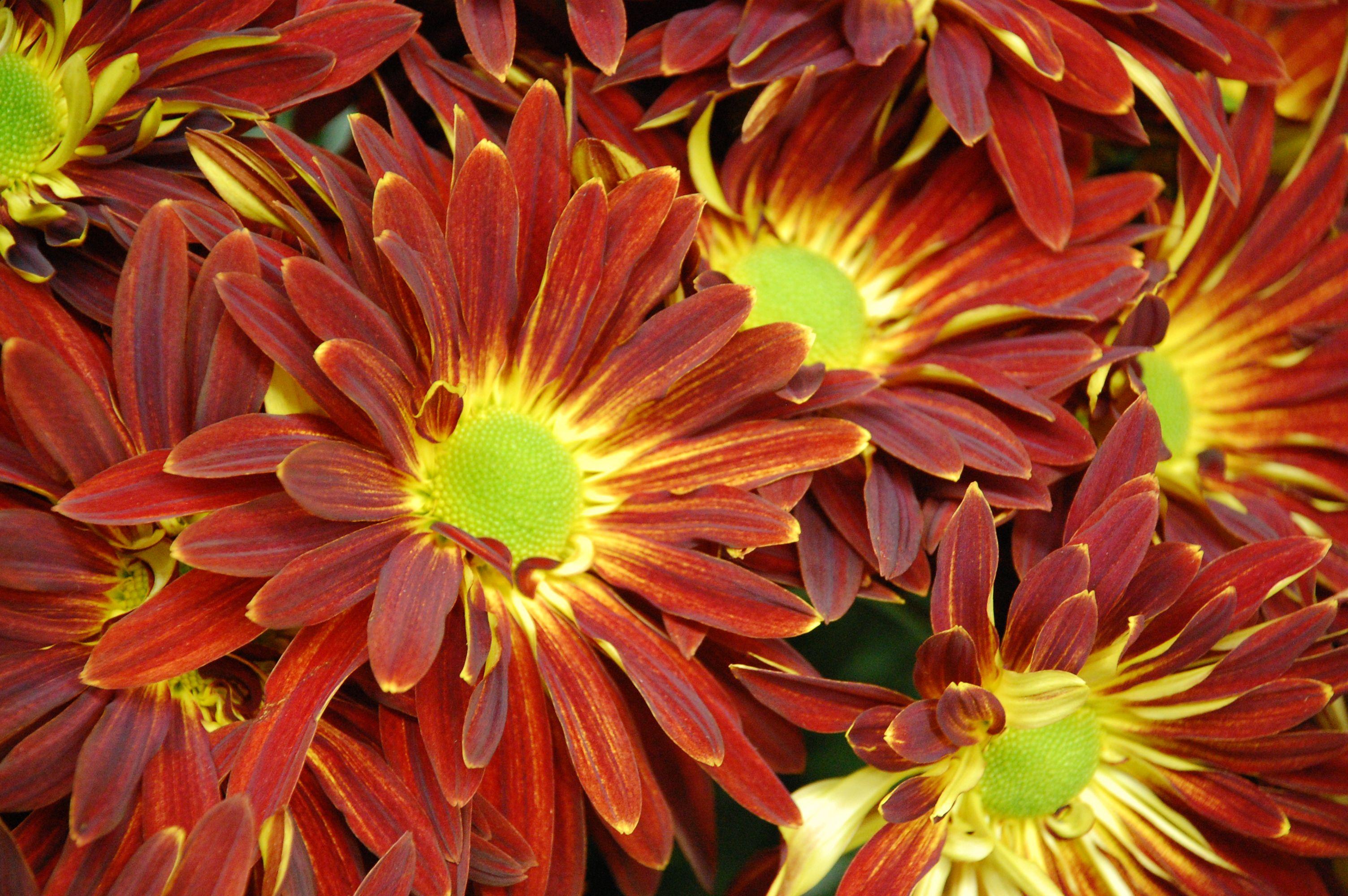 Crisantemi rosso-arancio autunnali, 3008x2000 2K, PC