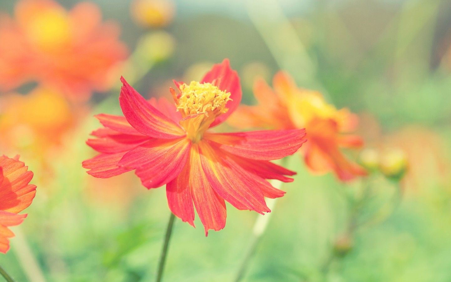 Fiori cosmos rossi arancioni, 1440x900 HD, MacBook Air