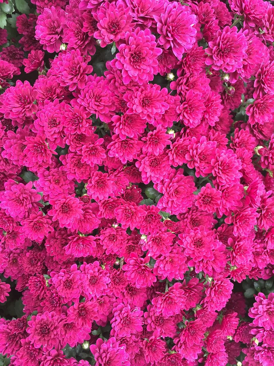 Crisantemi rosa fucsia, 960x1280 Full HD Verticale, Smartphone