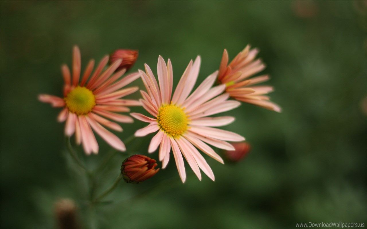 Piccolo fiore arancione autunnale, 2560x1600 WQXGA, Laptop