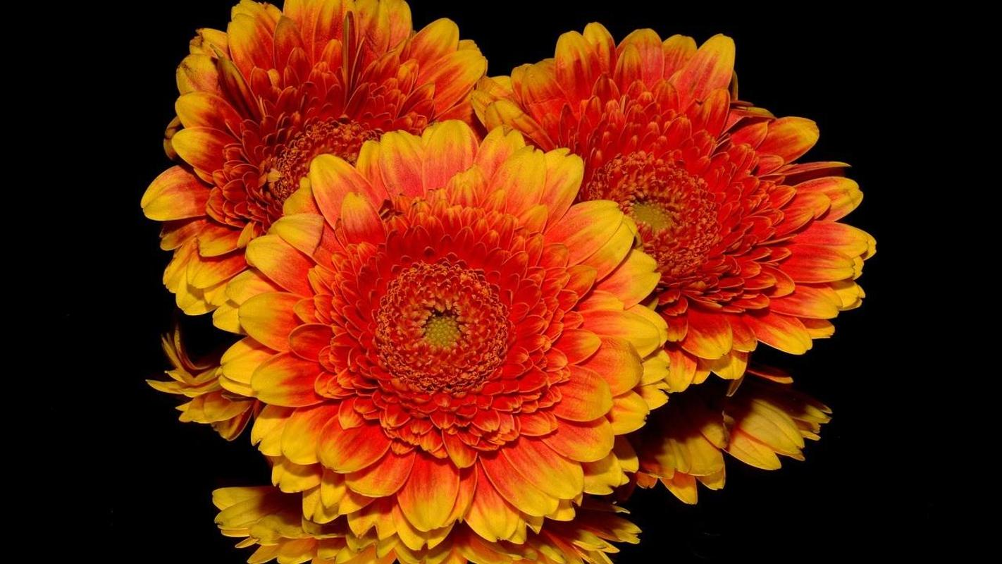Gerbere arancioni su nero, 1422x800 720p, PC