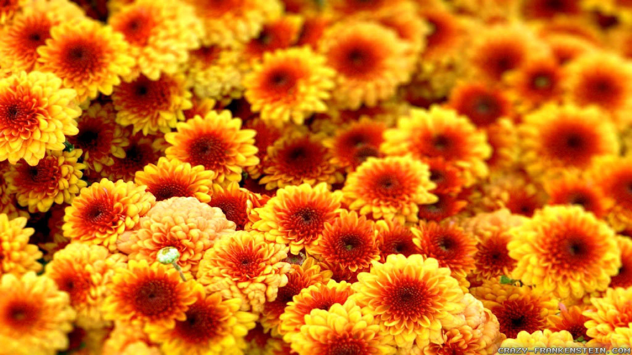 Crisantemi arancioni autunnali, 2560x1440 2K, Desktop