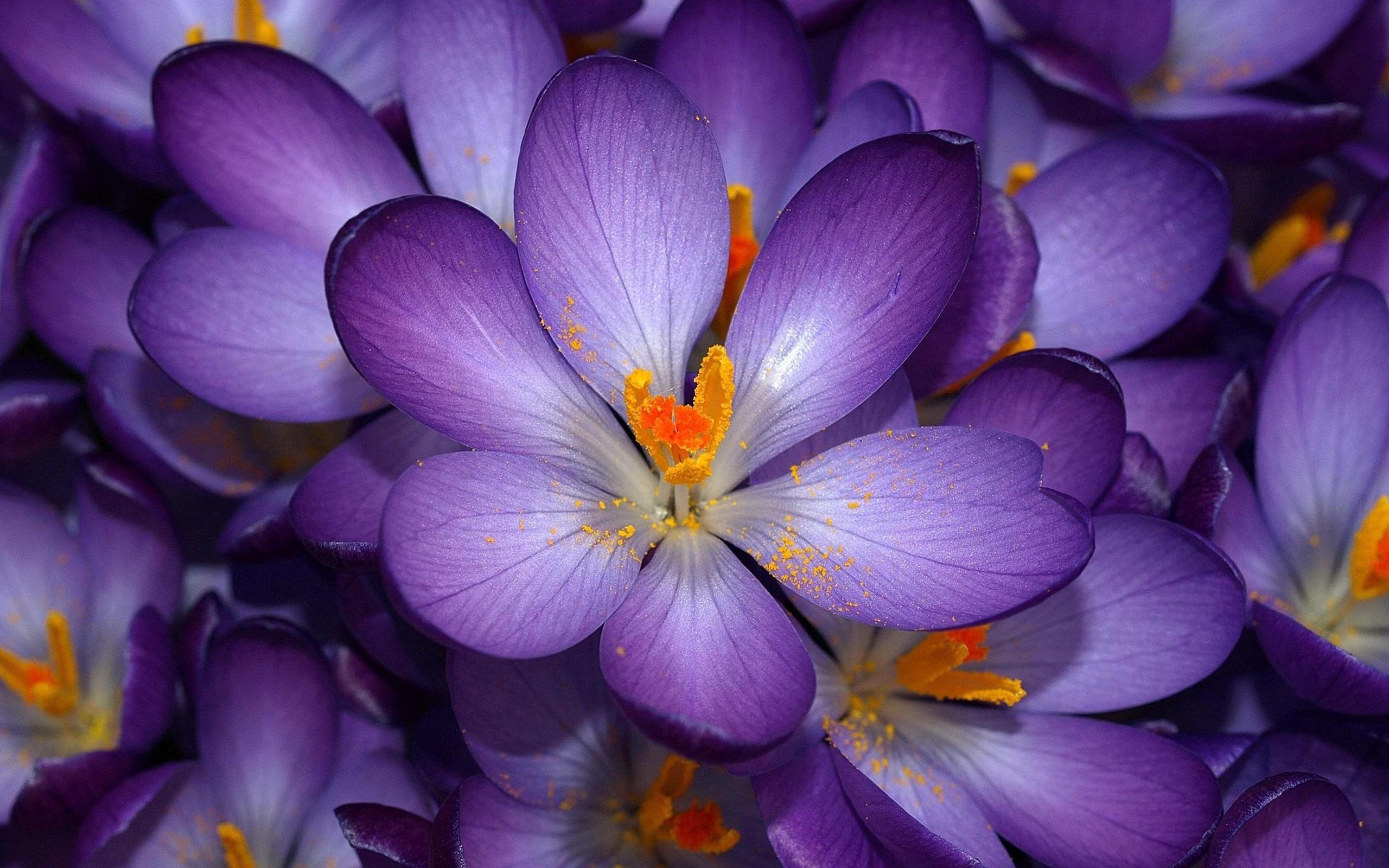 Crochi viola in fiore, 2560x1600 2K+, Laptop