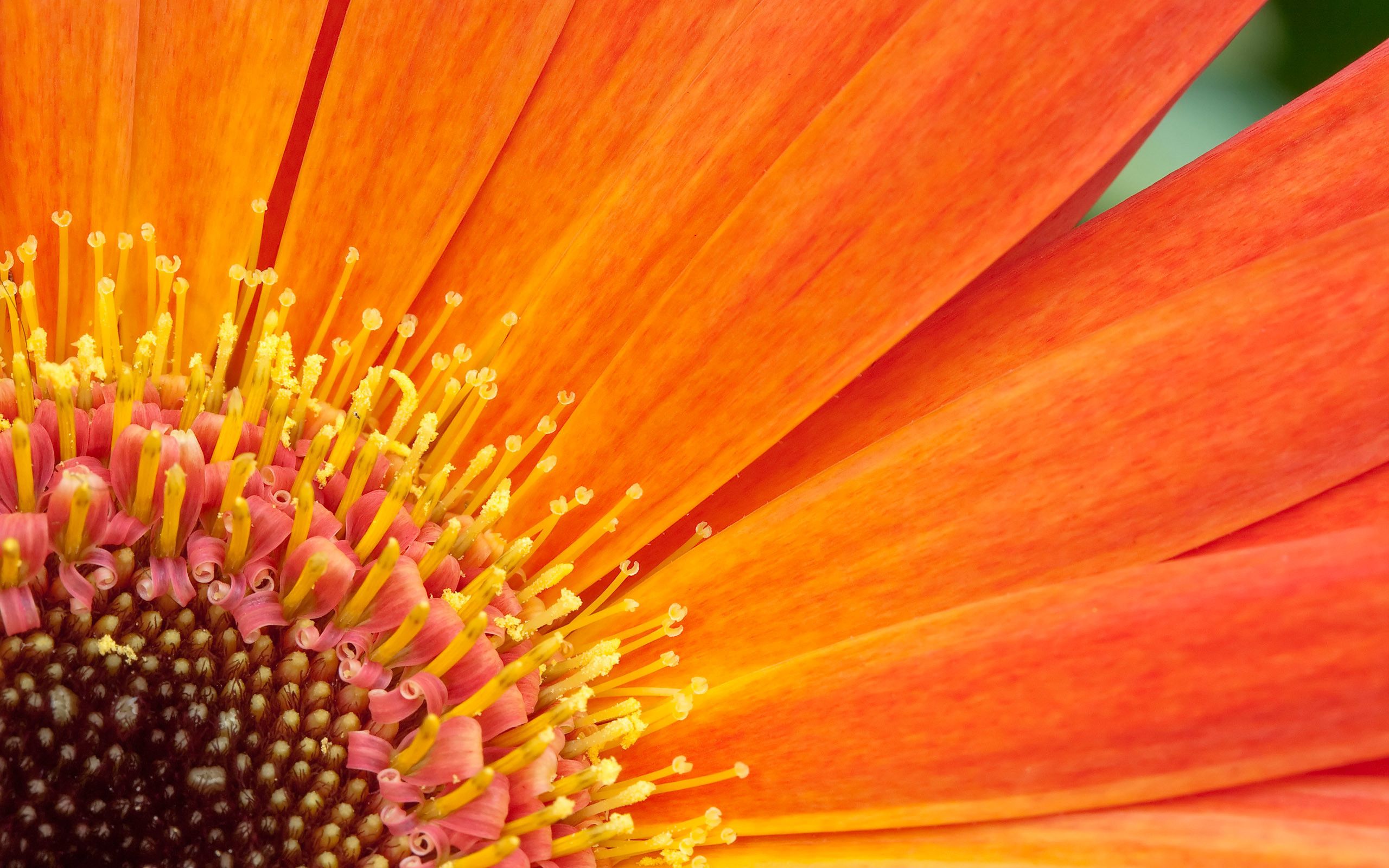 Fiore arancione macro gerbera, 2560x1600 2K, MacBook Pro