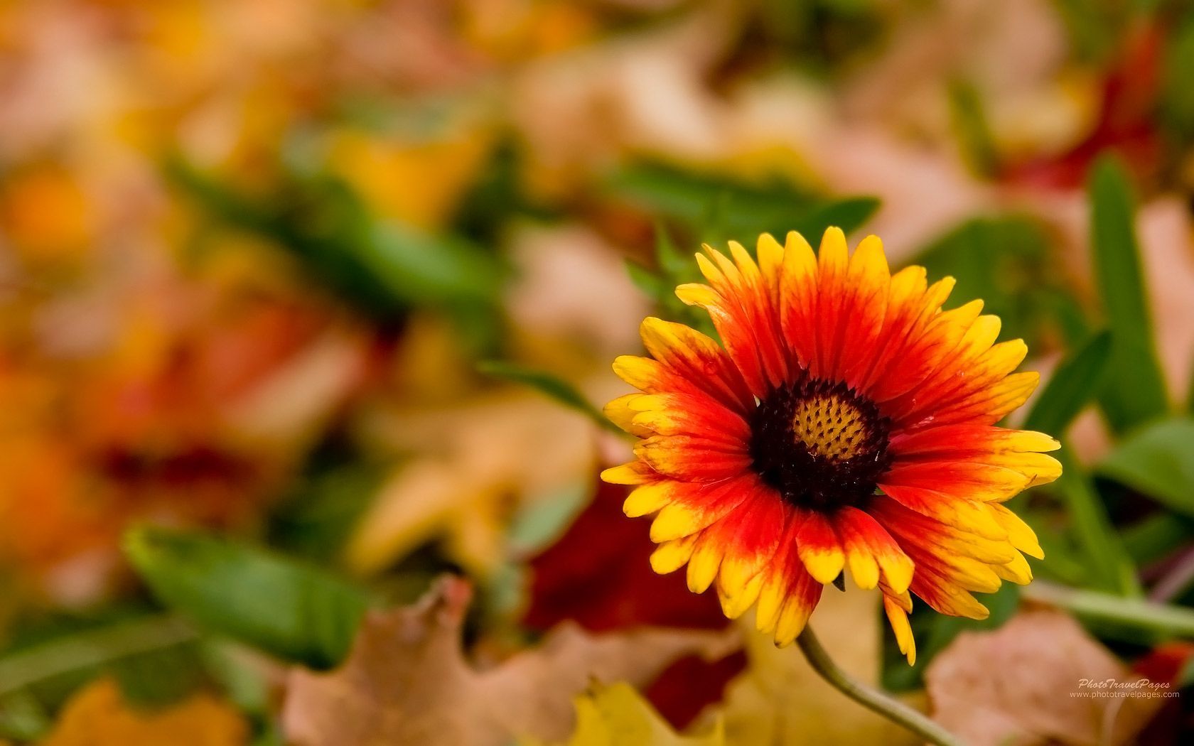 Fiore arancione tra foglie autunnali, 1680x1050 900p, MacBook Air