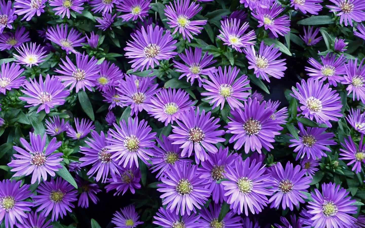 Fiori viola aster autunnali, 1440x900 720p, PC