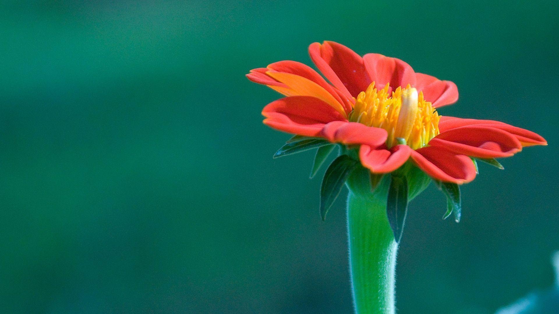 Fiore rosso su sfondo verde, 1920x1080 1080p, Desktop