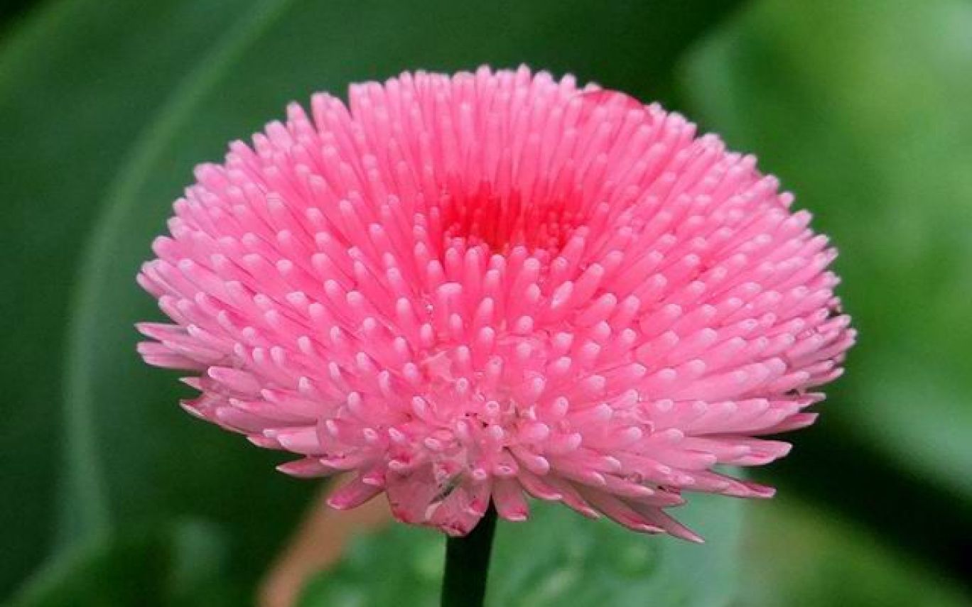 Fiore rosa a pompon, 1368x855 HD, Desktop