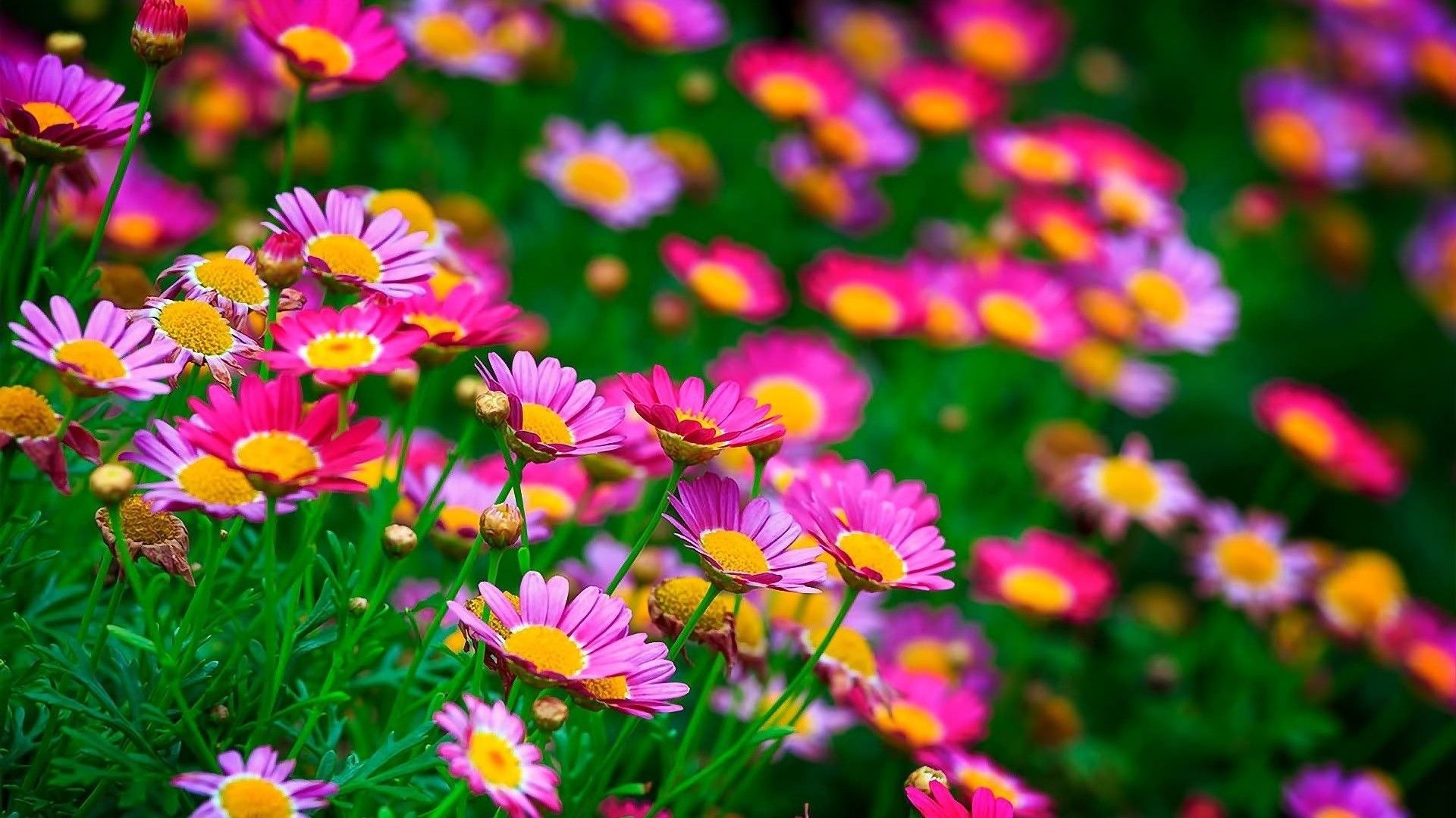 Margherite rosa colorate campo, 1920x1080 Full HD 1080p, Desktop