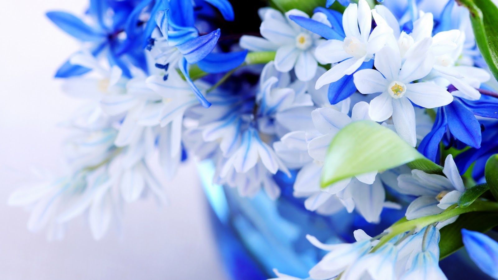 Fiori bianchi e blu in vaso, 1600x900 HD Ready, Laptop
