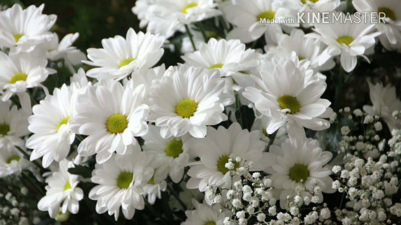 Margherite bianche e gypsophila, 1280x720 HD, Desktop