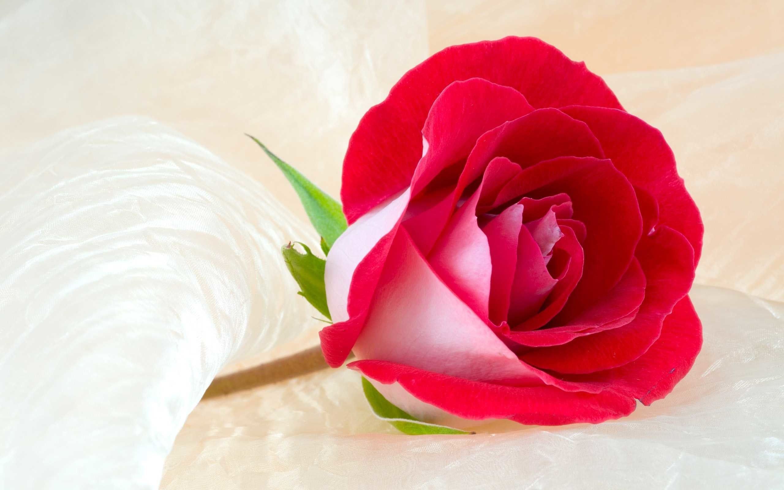 Rosa rossa e bianca, 2560x1600 2K+, Desktop