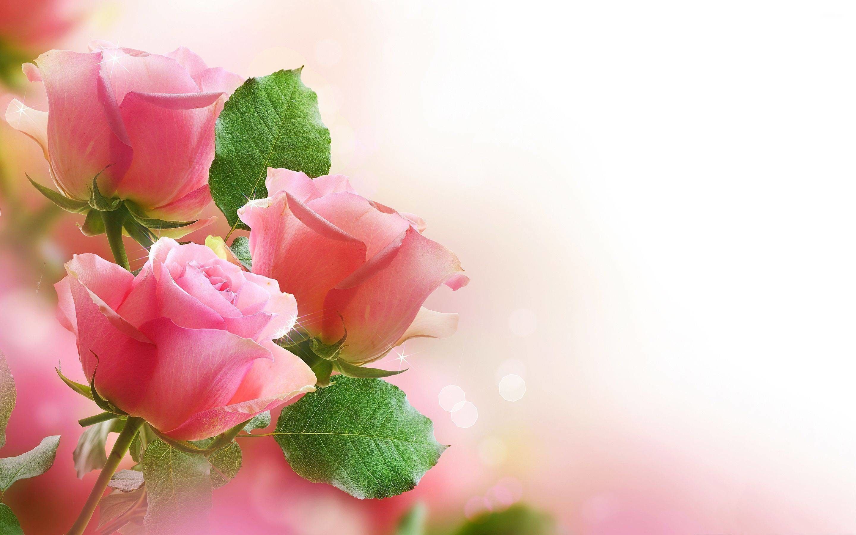 Rose rosa acquerello sfondo chiaro, 2880x1800 2K, Desktop