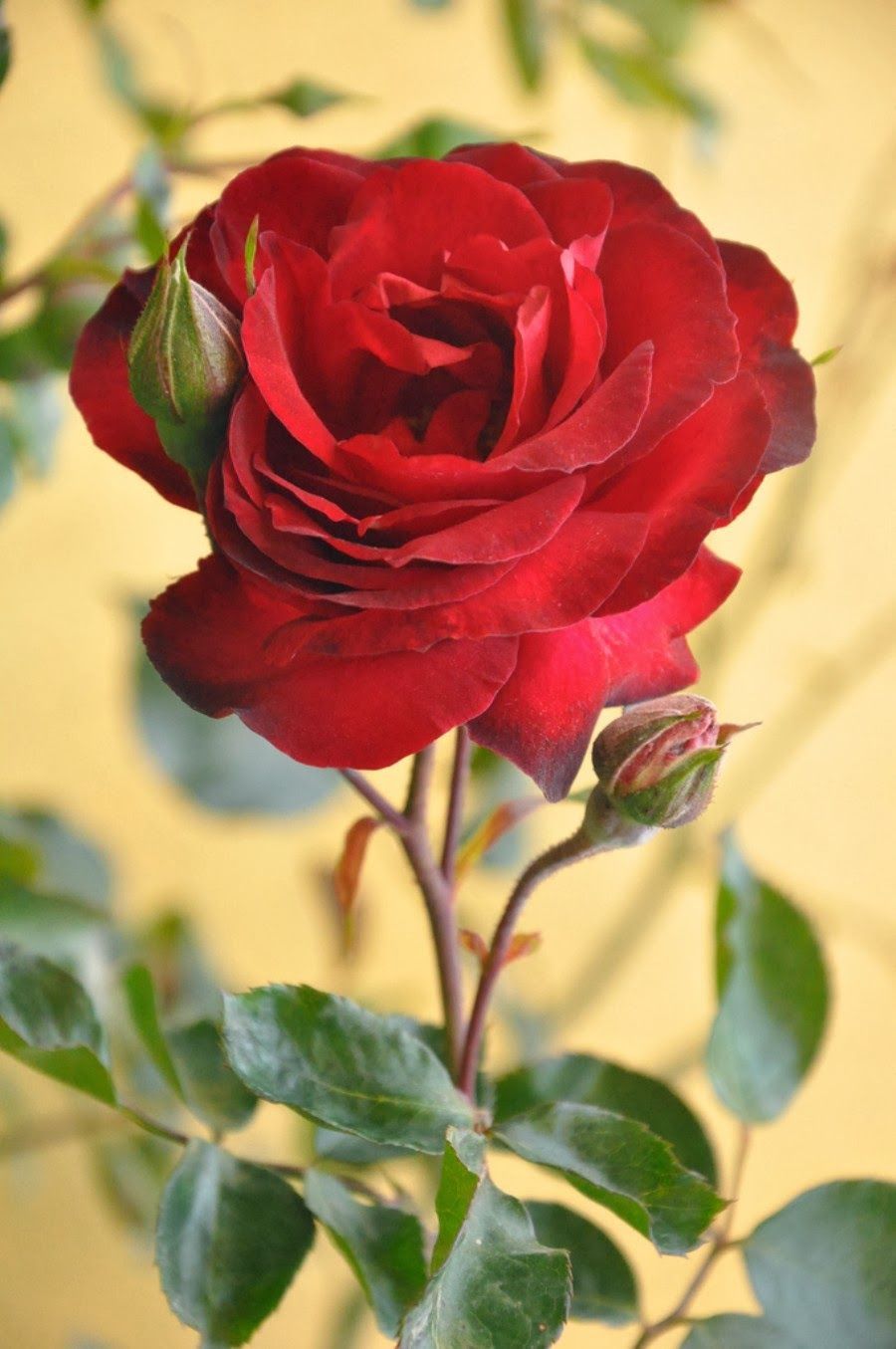 Rosa rossa con foglie verdi, 900x1355 Full HD Verticale, Smartphone