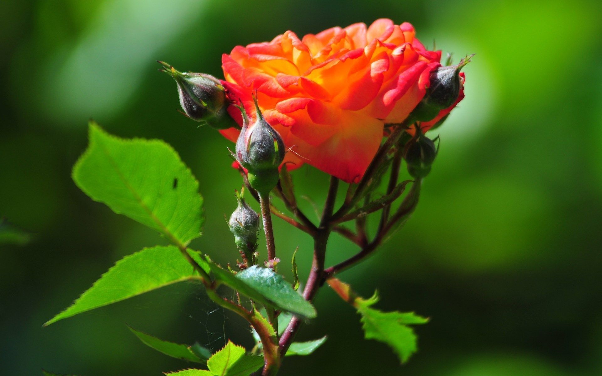 Rosa arancione con boccioli, 1920x1200 Full HD+, iMac