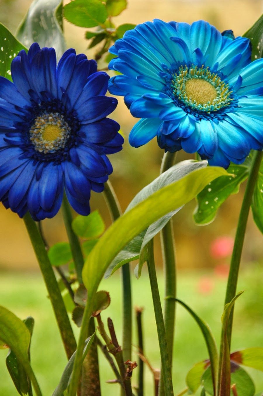 Gerbere blu e viola, 900x1355 Full HD Verticale, Smartphone
