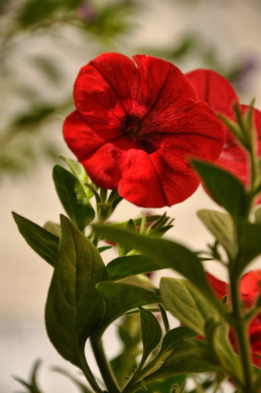 Petunia rossa con foglie verdi, 900x1355 Verticale, Mobile