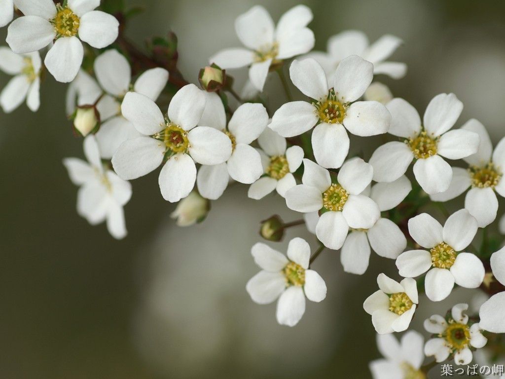 Fiori bianchi ramo verde, 1024x768 HD, Desktop