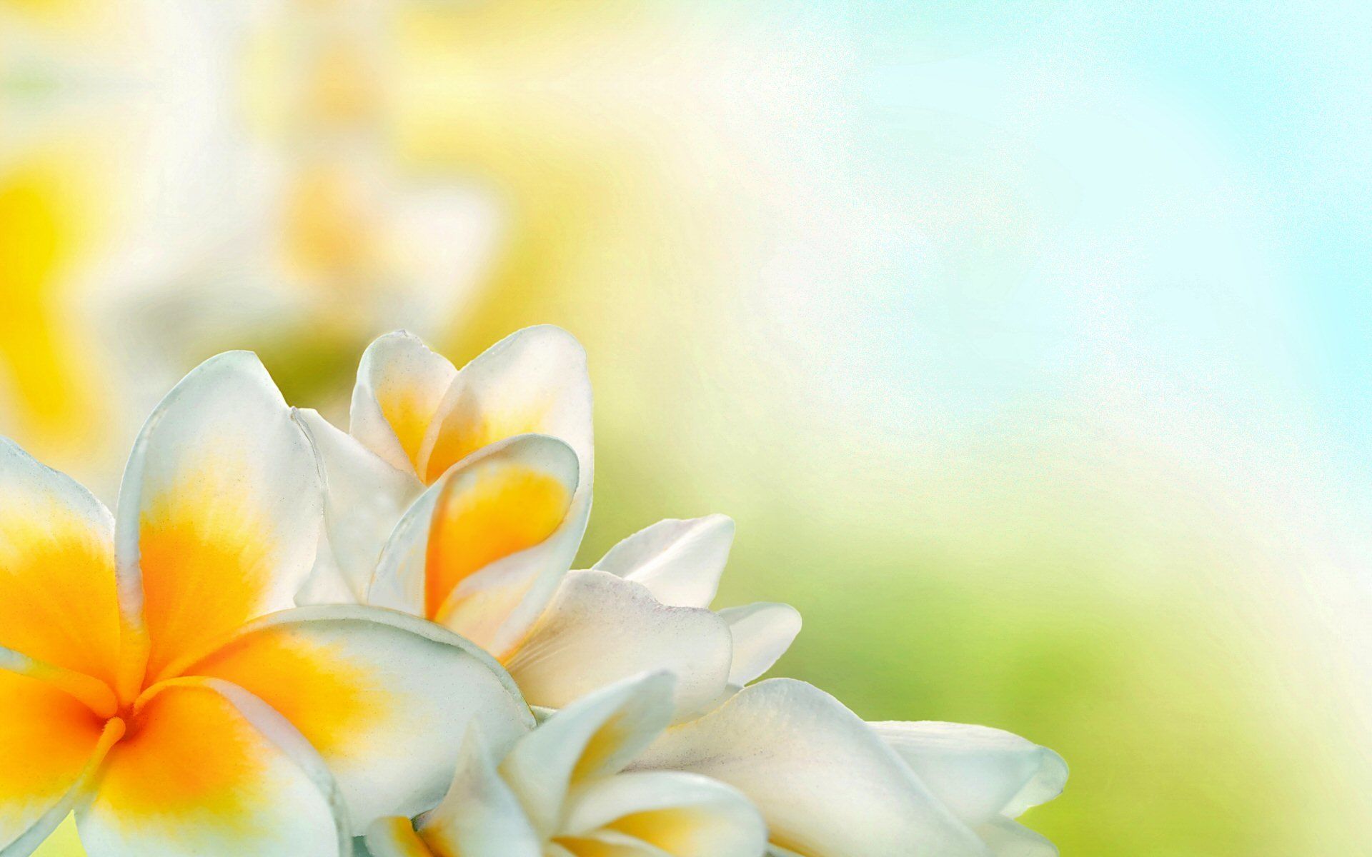 Fiori bianchi di frangipani, 1920x1200 Full HD+, Laptop