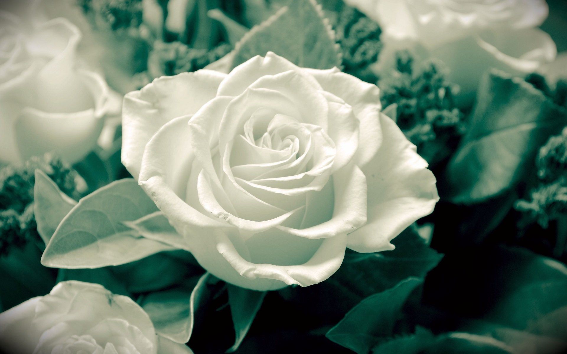 Rosa bianca con foglie verdi, 1920x1200 WUXGA, PC Desktop