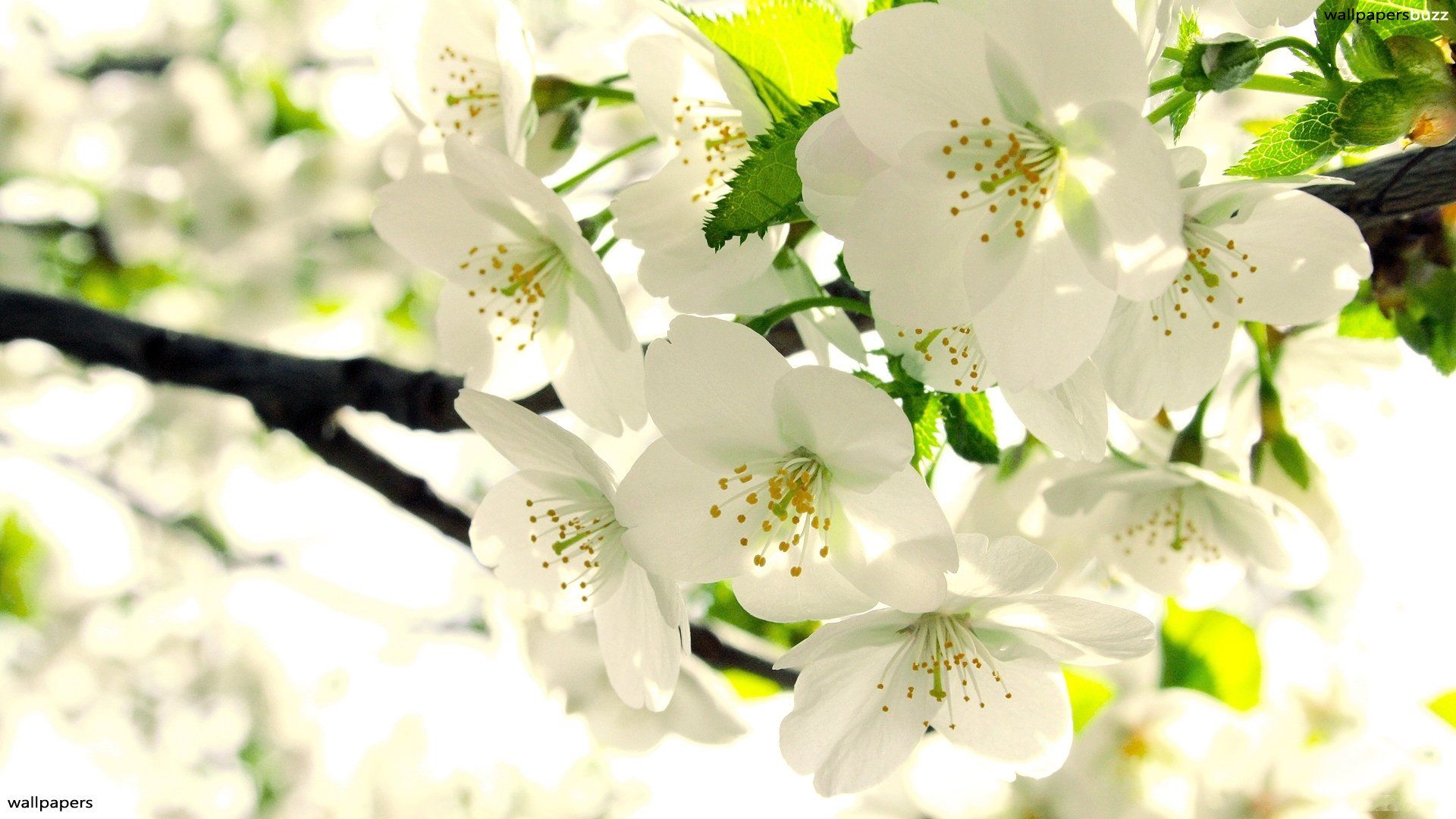 Fiori bianchi di ciliegio, 1920x1080 Full HD 1080p, PC