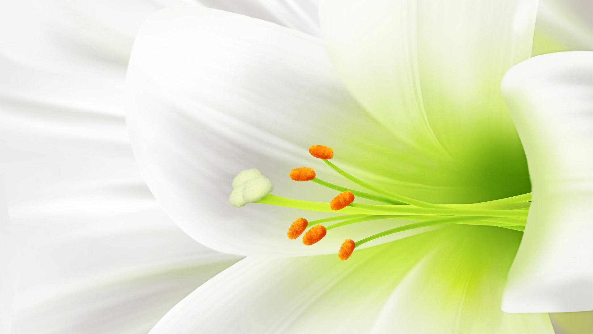 Fiore bianco di giglio, 1920x1080 1080p, Desktop