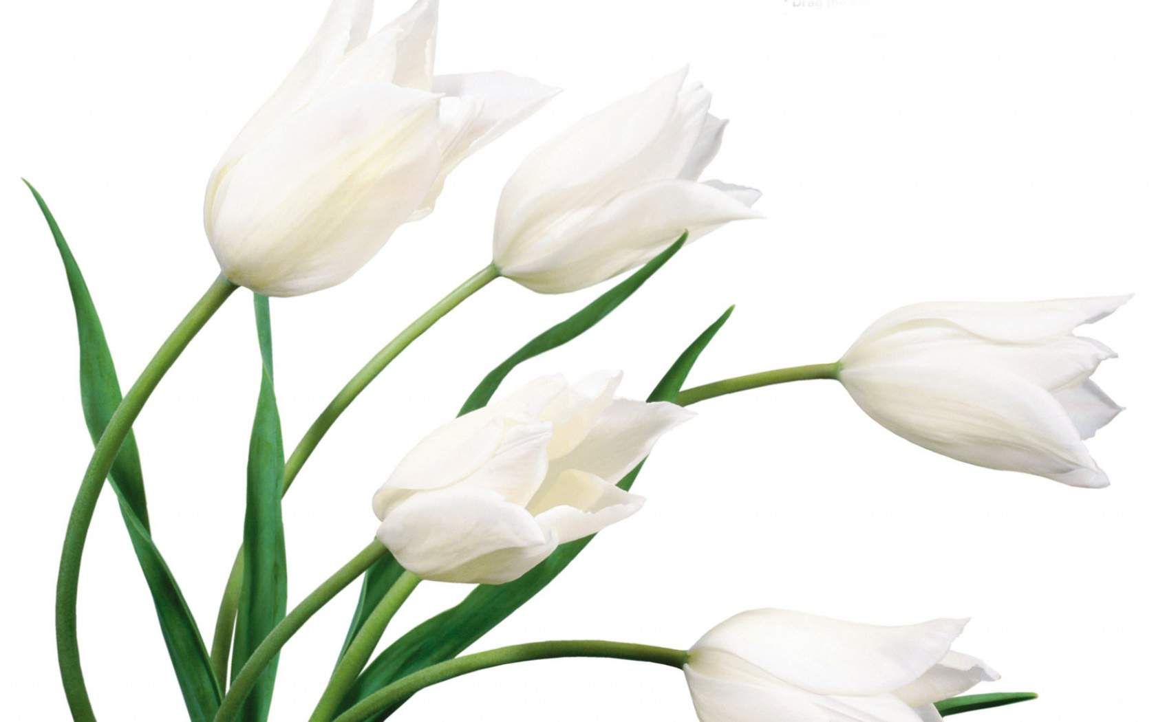 Tulipani bianchi su sfondo bianco, 1680x1050 HD, Desktop