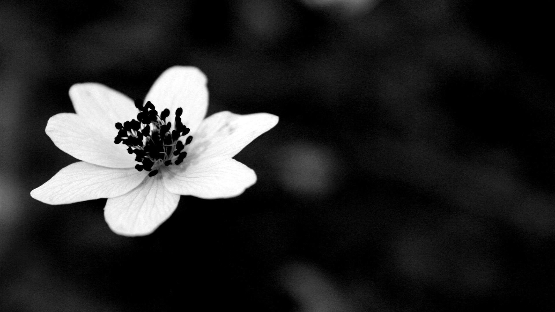 Fiore bianco bianco e nero, 1920x1080 Full HD 1080p, PC Desktop