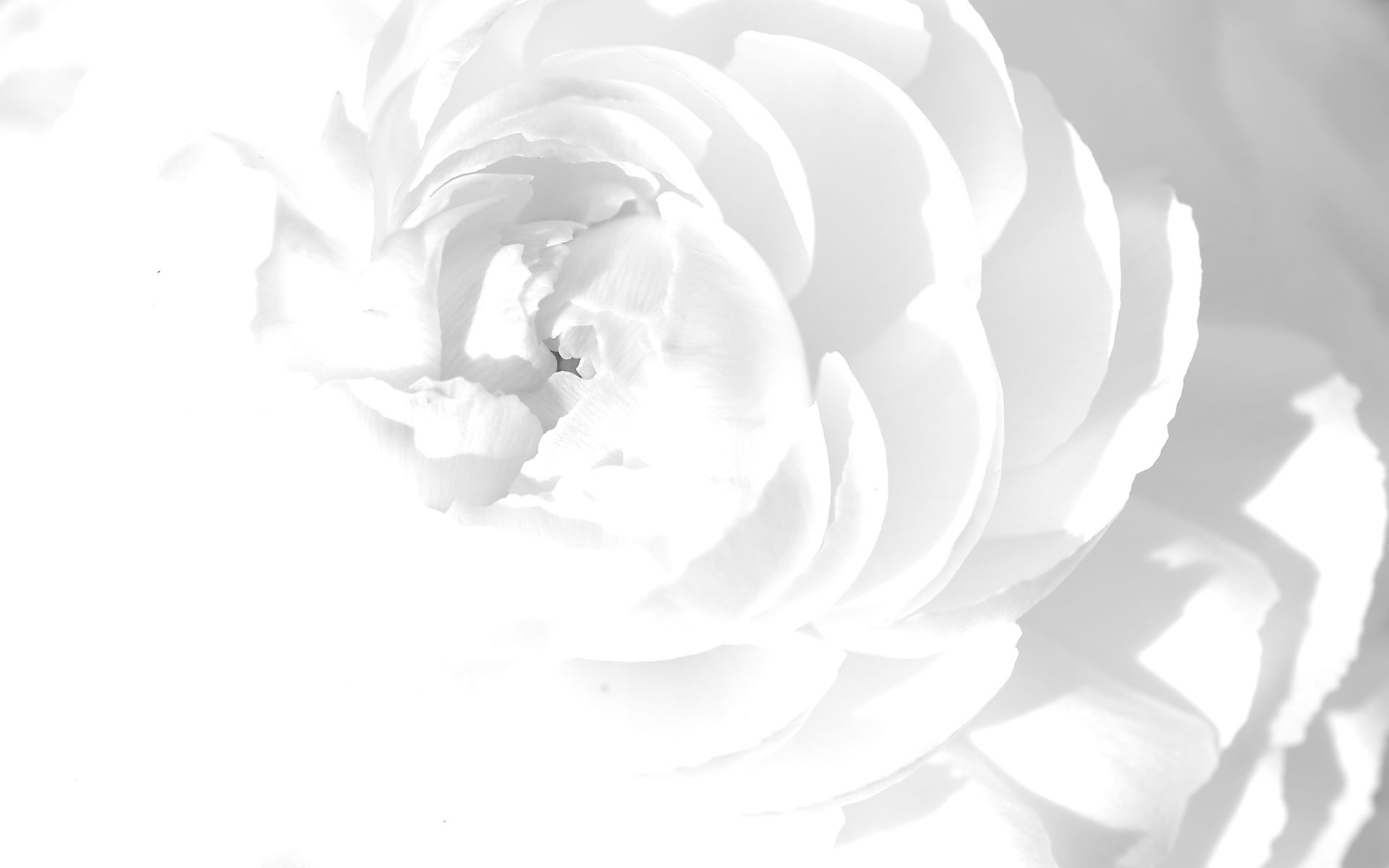 Fiori bianchi di ortensia, 3840x2160 4K Ultra HD, Monitor 4K