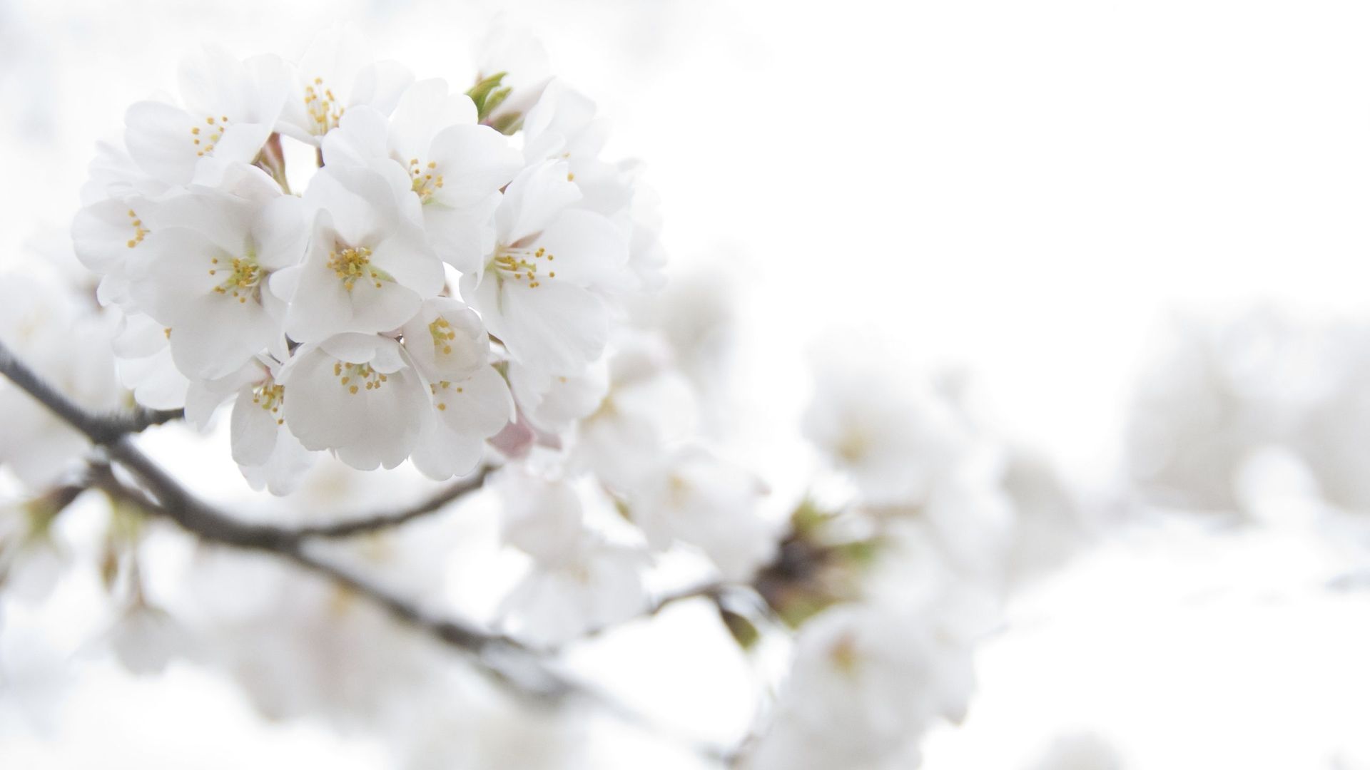 Fiori bianchi di ciliegio, 1920x1080 Full HD, PC